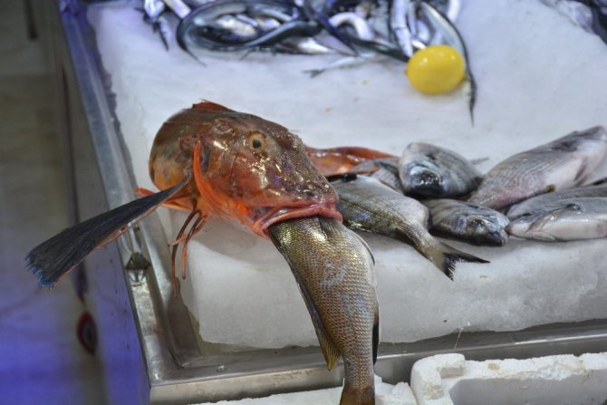 Sinop’ta 2 kiloluk kırlangıç balığı yakalandı