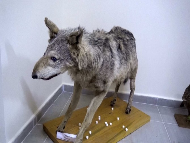 turkiye nin canli ve minarel turleri bu muzede sergileniyor