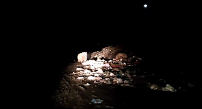 Sarıkamış’ta kış uykusu öncesi besin depolayan ayılar kameraya yansıdı