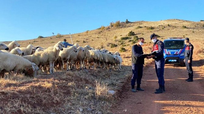 Kayıp 59 koyun drone ile bulundu