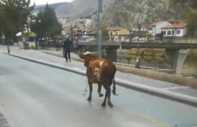 Amasya’da sahibinden kaçan boğa trafiği birbirine kattı