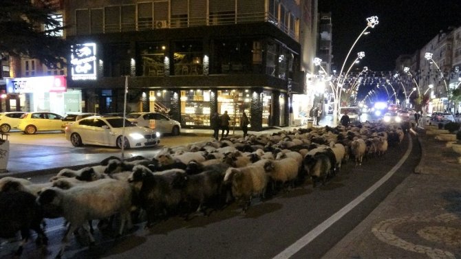 Trafik durdu, koyun sürücü geçti