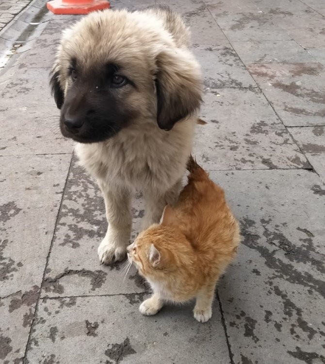Yavru köpek ve kedinin dostluğu