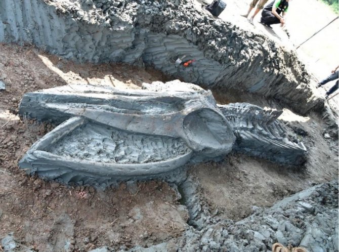 Tayland’da 5 bin yıllık balina iskeleti bulundu