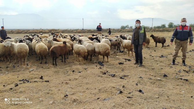 Kayıp koyun sürüsü 10 kilometre uzakta bulundu