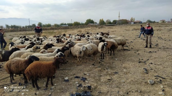 Kayıp koyun sürüsü 10 kilometre uzakta bulundu