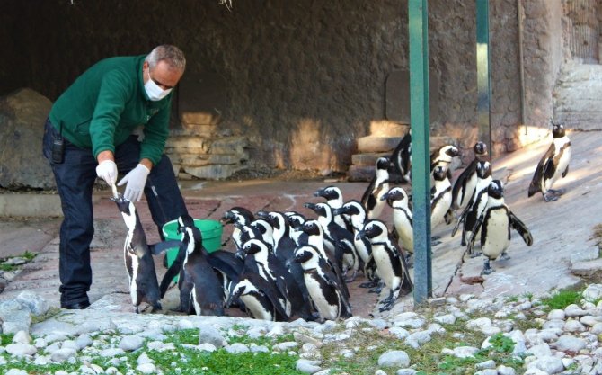 Sevimli penguenler yemek saatini böyle bekliyor