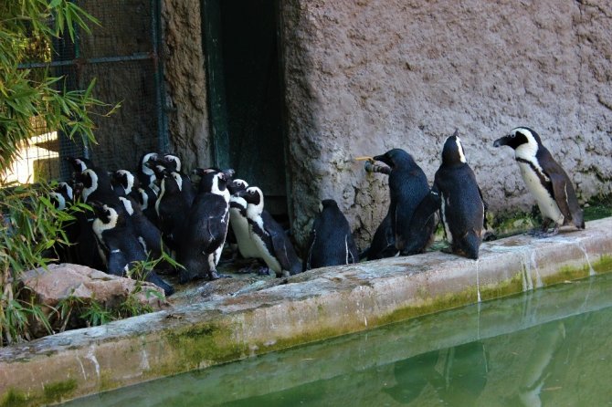 Sevimli penguenler yemek saatini böyle bekliyor