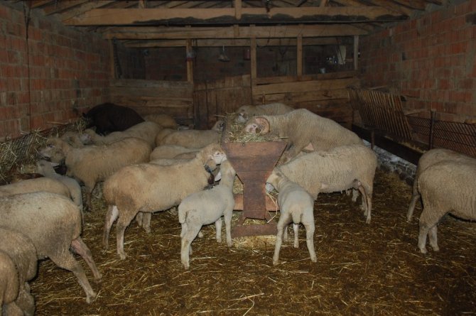 Meraya atılan gübre 8 koyunu telef etti