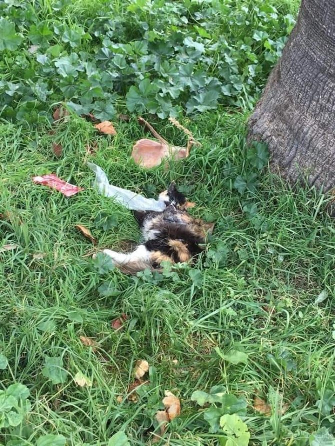 Erdek’te kedileri bir köpeğin öldürdüğü iddia edildi