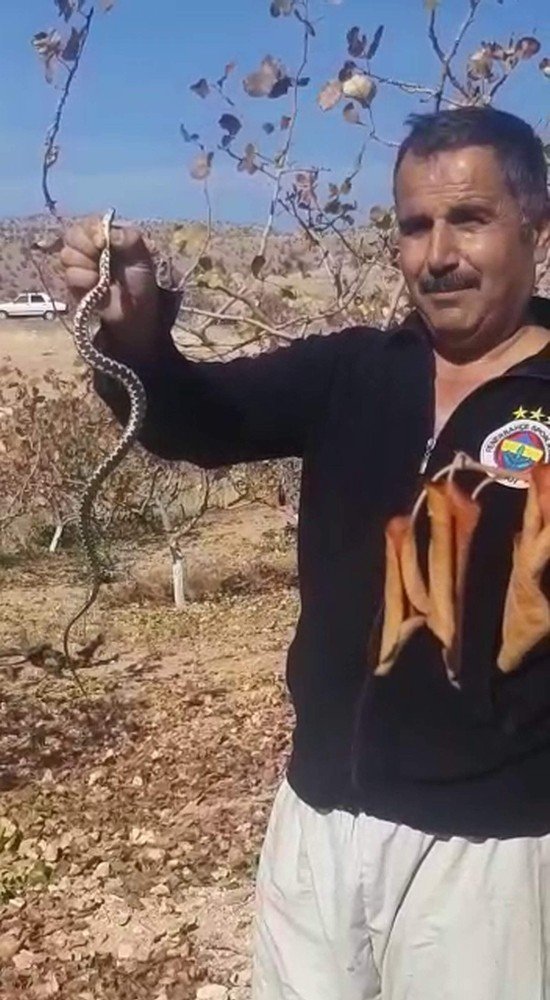 Bahçede gördüğü yılanı önce eline aldı, ardından doğaya bıraktı