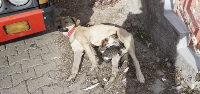 Labrador cinsi köpek kedi yavrularına annelik yapıyor