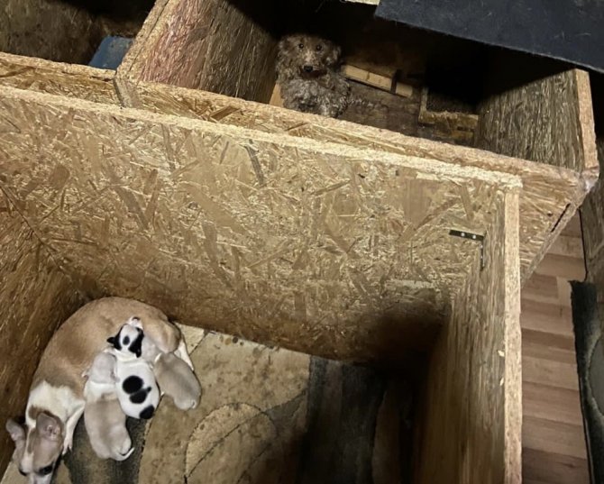 Başkent’te binanın bodrum katında 68 köpek bulundu