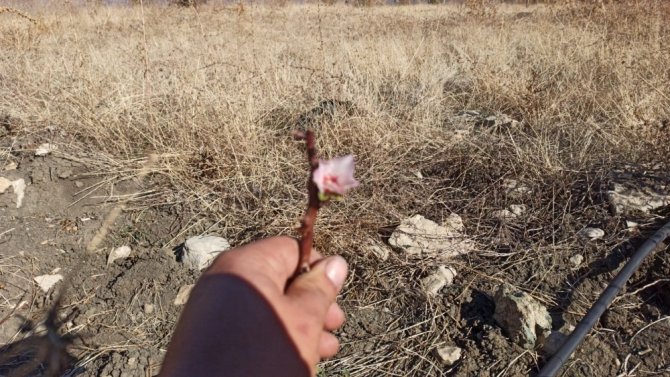 Karaman’da badem ağacı Aralık ayında çiçek açtı