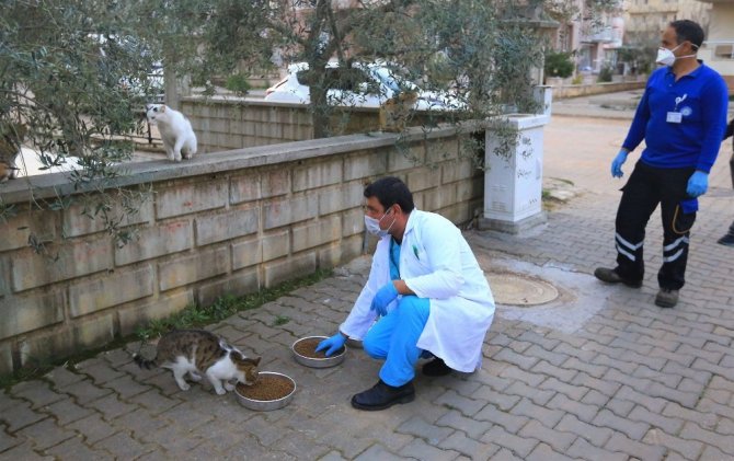 Kısıtlamada sokak hayvanları Büyükşehir’e emanet