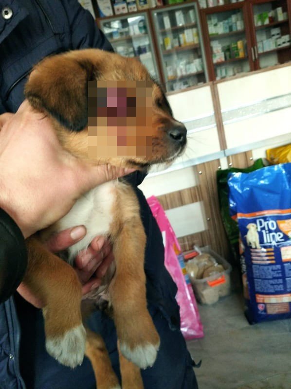 Yaralı köpekler tedavi için İstanbul’a gönderildi
