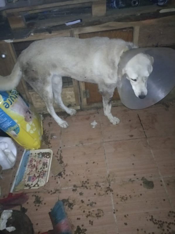 Yaralı köpekler tedavi için İstanbul’a gönderildi