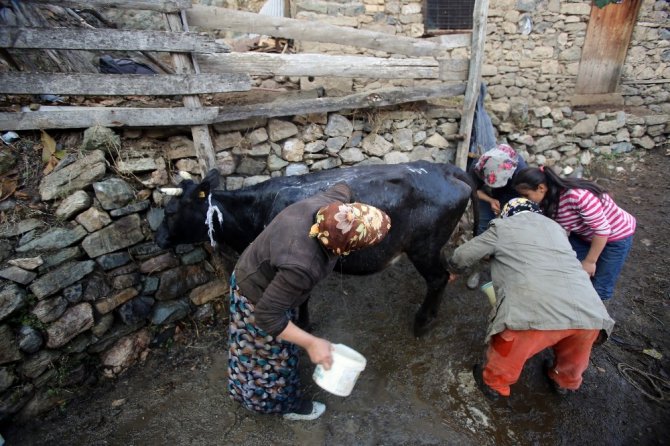 Kara kazanda sular bu kez ‘inekler’ için ısıtıldı