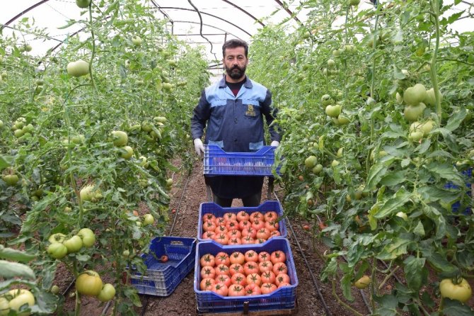Türkiye’nin sebze meyve deposu Antalya’da kısıtlama sebze meyve üretimine engel olmadı