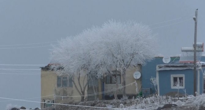 Kars’ta ağaçlar kırağı tuttu