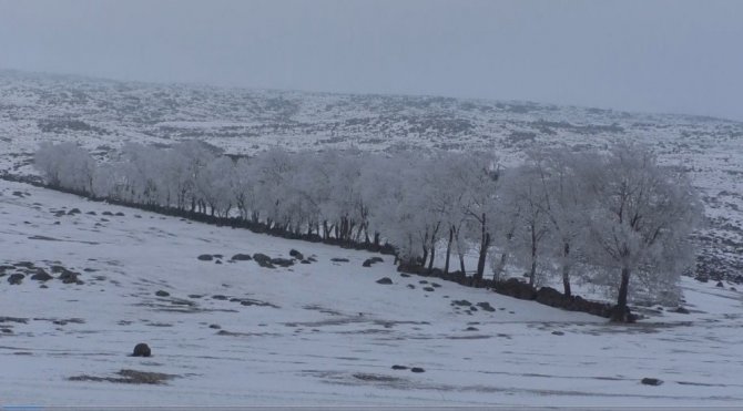 Kars’ta ağaçlar kırağı tuttu