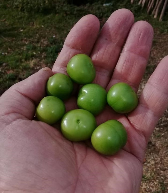 Erik ağacı kış ortasında meyve verdi