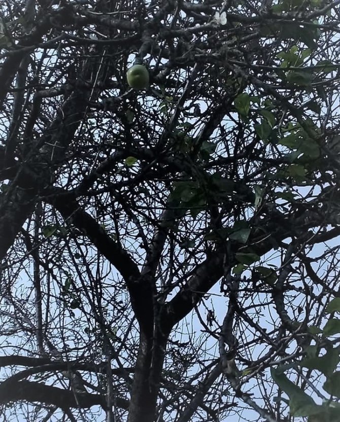 Erik ağacı kış ortasında meyve verdi