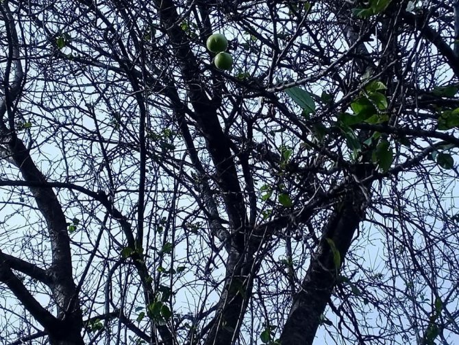 Erik ağacı kış ortasında meyve verdi