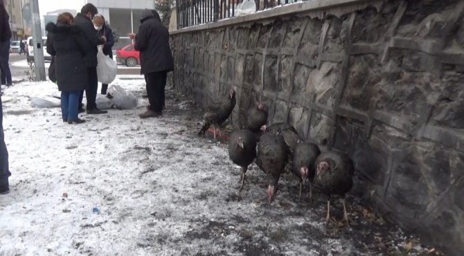 Kars’ta yılbaşı hindilerine battaniyeli önlem