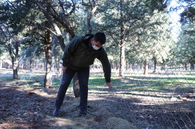 Terörden koruduğu dağlarda şimdi yaban hayatını koruyor