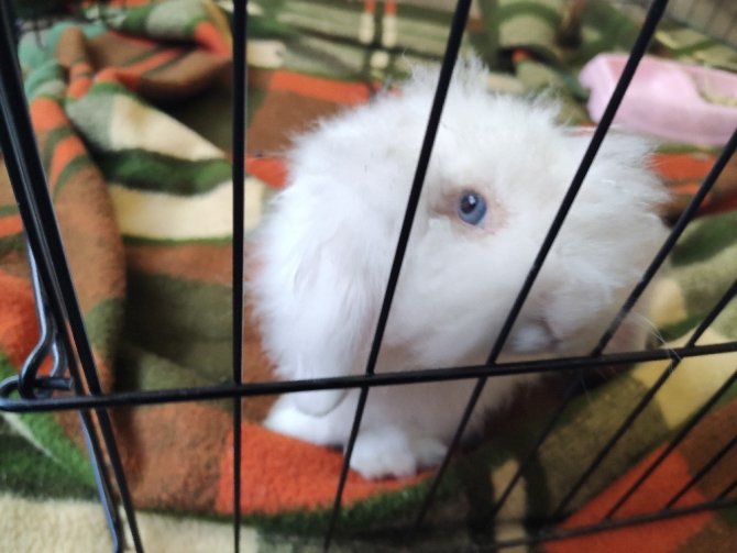 Barınağa terkedilen ‘Misket’ tavşan yuva arıyor