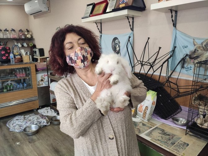 Barınağa terkedilen ‘Misket’ tavşan yuva arıyor