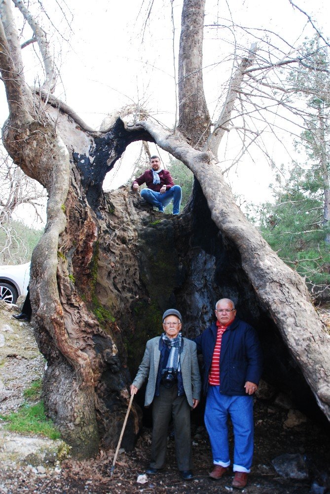 Antalya’da yıllara meydan okuyan 700 yıllık çınar