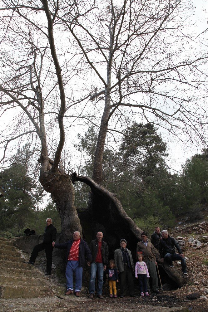 Antalya’da yıllara meydan okuyan 700 yıllık çınar