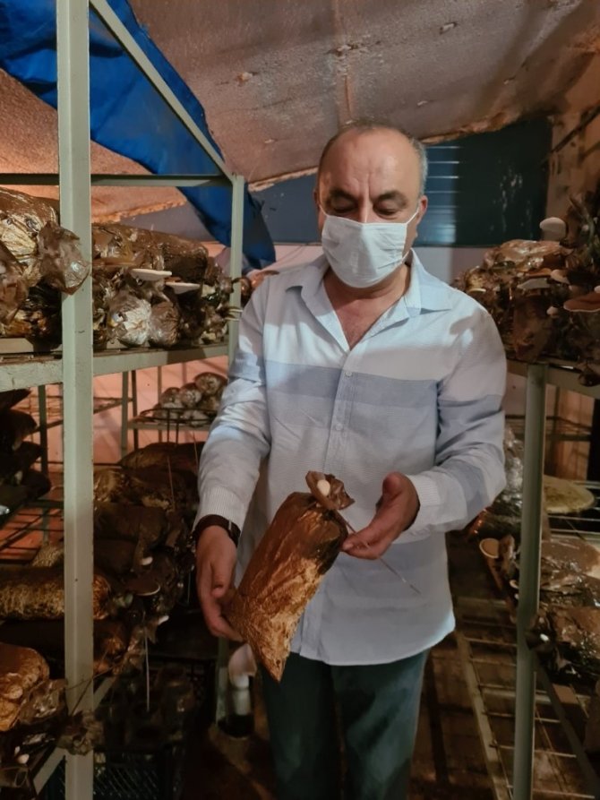 Türkiye’de üretilen reishi mantarı ithâl edilenden 8 kat daha etkili