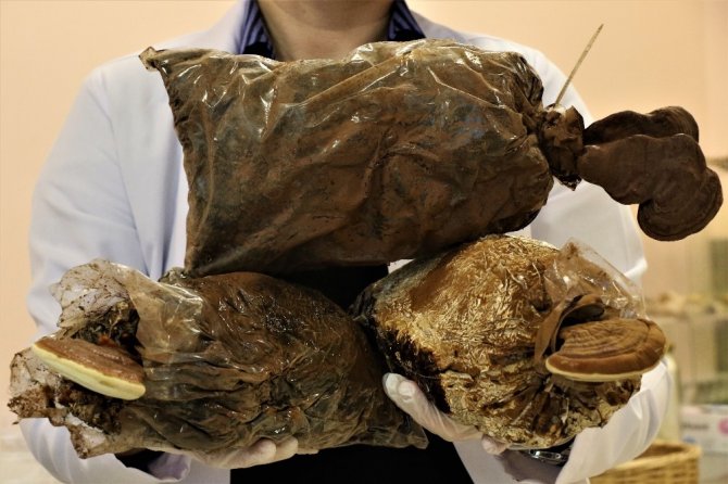Türkiye’de üretilen reishi mantarı ithâl edilenden 8 kat daha etkili