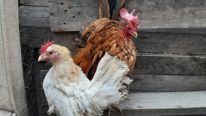 Malezya cinsi 300 gramlık tavukların çifti bin TL’ye satılıyor