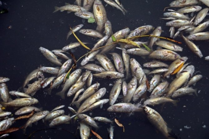 Antalya’da binlerce balığın ölümüyle ilgili 4 tesise ceza