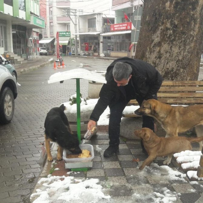 Başkan Cankul sokak hayvanlarını besledi