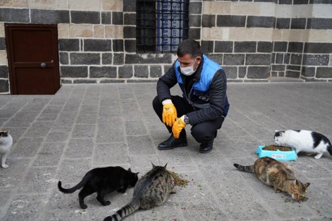 Diyarbakır’da sokak hayvanları için belirli noktalara mama bırakıldı