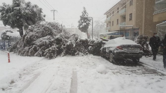 Kar nedeniyle ağaç aracın üzerine yıkıldı