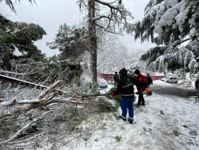 Kartal Belediyesi ekiplerinden devrilen ağaca müdahale