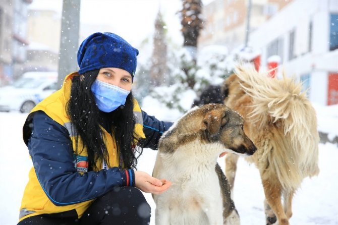 Sokak hayvanları Çekmeköy Belediyesi’ne emanet