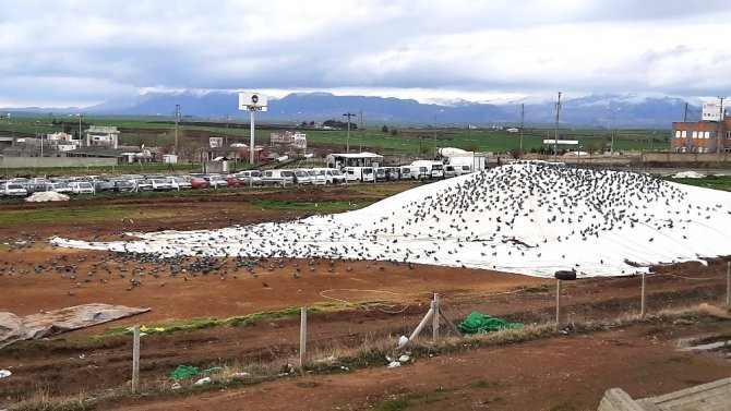 Yağmurda aç kalan güvercinler buğday pazarını mesken tuttu