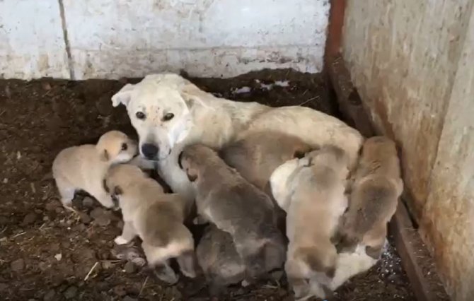 Kar altında kalan 9 yavru köpeği donmaktan son anda kurtardılar