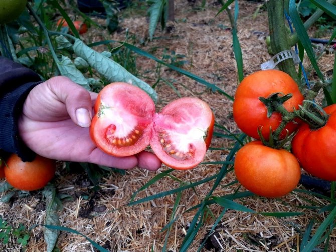 Kendi imkanıyla kurduğu serada organik domates yetiştiriyor
