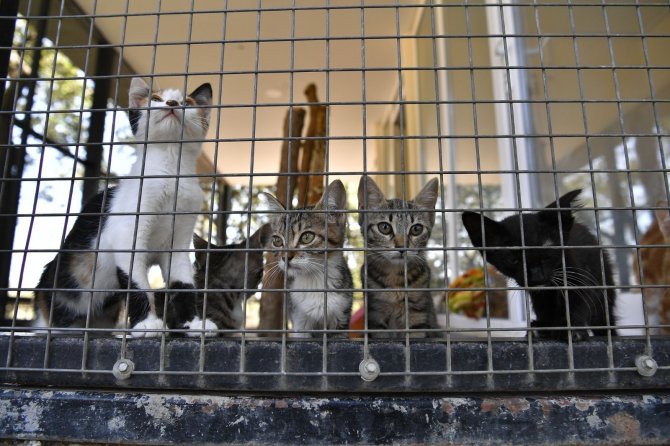 Yavru Kediler Sahiplenilmeyi Bekliyor