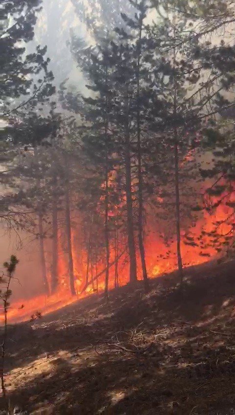 Sarıkamış Ormnları’nda korkutan yangın, ekiplerin müdahalesi sürüyor