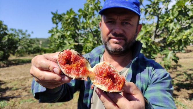 Dünyaca ünlü siyah incirin fiyatı 30 liradan 12 liraya düşünce çiftçi isyan etti