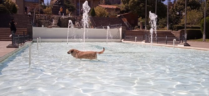 Sıcak havadan bunalan köpek çareyi bakın nasıl buldu
